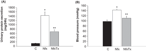 Figure 1. Effects of chronic l-arginine and vitamin supplementation on kidney failure. Urinary protein excretion (panel A) and blood pressure (panel B) were evaluated in sham-operated mice (C), 5/6 nephrectomized mice (Nfx), and treated 5/6 nephrectomized mice (NfxTx). Blood pressure and urinary protein excretion were measured 20 weeks after the 5/6 nephrectomy was performed. Each bar represents the mean ± SEM. For the 5/6 nephrectomized mice with and without treatment, the mean represents the mice that survived at the end of the 20-week period.Note: * and ** denote significance at p < 0.05 in comparison between sham versus nephrectomized mice and nephrectomized versus treated nephrectomized mice, respectively.