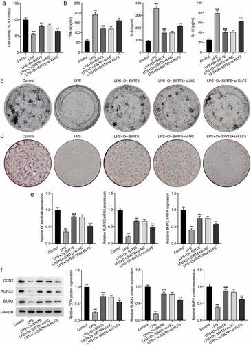 Figure 5 Interference with KLF5 reversed the impacts of SIRT6 on proliferation, inflammation and osteogenic differentiation of LPS-induced PDLSCs.