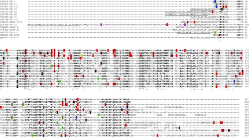 Figure 2. Sequence alignment of various human CA isoforms. Underlined are the signal peptide portions. In bold are reported identical residues at the same position present in at least seven isoforms. With asterisk are reported identical residues at the same position present in all isoforms. With colon are reported residues at the same position showing a high homology in CA isoforms. With dot are reported residues at the same position showing a low homology in CA isoforms. N-terminal residues subjected to both acetylation and phosphorylation are highlighted in dark grey. S, T and Y residues subjected to phosphorylation are highlighted in red. S and T residues subjected to both phosphorylation and O-glycosylation are highlighted in light blue. S and T residues subjected to O-glycosylation are highlighted in pink. C residues involved in disulphide bonds, subjected to S-glutathionylation and S-nitrosylation are highlighted in black, rotten green and yellow, respectively. K residues subjected to non-enzymatic (NE) glycation, acetylation and ubiquitinylation are highlighted in light grey, dark blue and brown, respectively. K residues subjected to both non-enzymatic glycation and acetylation are highlighted in light blue. K residues subjected to both acetylation and ubiquitinylation are highlighted in sugar paper colour. R residues subjected to methylation are highlighted in purple. N residues subjected to N-glycosylation are highlighted in green. S residues subjected to GPI anchoring are highlighted in dark blue.