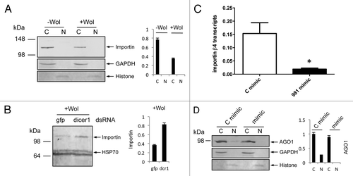 Figure 3. aae-miR-981 downregulates importin β-4. (A) Western blot analyses showing levels of importin β-4 protein using a specific monoclonal antiserum to the protein in cytoplasmic (C) and nuclear (N) fractions of -Wol and +Wol cells, and (B) in Dicer-1 silenced cells along with gfp control. (C) RT-qPCR analysis shows significant (*P < 0.05) downregulation of importin β-4 transcript in aae-miR-981 mimic-transfected cells (mimic) as compared with the control mimic (C mimic). Error bars represent standard errors of averages from three biological replicates. (D) AGO1 protein levels in cytoplasmic and nuclear fractions of -Wol cells in control mimic and aae-miR-981 mimic transfected cells. (B and C) were re-probed with anti-hsp70 antibody to show equal loading of the samples. (A and D) were re-probed with anti-GAPDH antibody to show equal loading of samples. Graphs indicate normalization of proteins to GAPDH and Histone H3 using imageJ software.