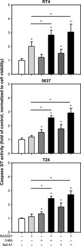 Figure 5 Coordinate inhibition of autophagy and mTOR enhances apoptosis in human bladder cancer cells.