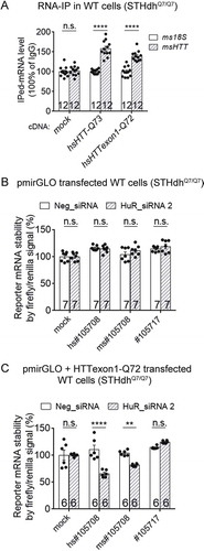 Figure 6. HuR interacts with HTT mRNA in an mHTT-dependent manner.(A) RT-qPCR quantifications of the levels of endogenous mouse HTT (msHTT) mRNA bound with HuR in WT mouse striatal cells (STHdhQ7/Q7) transfected with empty vector (mock) or cDNA plasmids expressing full-length (hsHTT-Q73) or exon 1 (hsHTTexon1-Q72) by RNA-IP (12 technical replicates from 3 biological replicates). IgG was used as a negative control for the IP, and the 18S level was quantified as a baseline control to normalize the signals.(B) Similar to Fig. 5D, but in wild-type cells (STHdhQ7/Q7) (7 biological replicates).(C) Similar to Fig. 5D, but in wild-type cells (STHdhQ7/Q7) transfected with hsHTTexon1-Q72 plasmid 24 hours before transfection of the pmirGLO reporter plasmids with the indicated potential binding sites (6 biological replicates).o-tailed unpaired t tests, ****P < 0.0001; n.s.: P > 0.05.For all plotted data, error bars represent mean and SEM. The statistical analysis was performed by two-tailed unpaired t tests. **P < 0.01; ****P < 0.0001; n.s., P > 0.05.