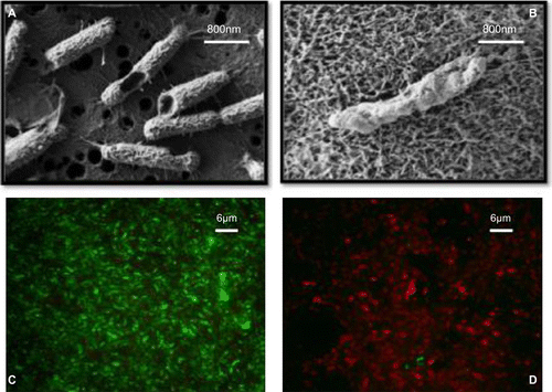 Figure 1 Combined treatment of P. aeruginosa biofilms with lactoferrin and xylitol results in membrane disruption. SEM imaging (panels A and B) and LIVE/DEAD staining (panels C and D) demonstrate significant membrane disruption of treated cells (panels B and D) when compared to untreated cells (panels A and C). For more information see Ammons, Ward and James (Citation2011) and Ammons, Ward, Dowd et al. (Citation2011).