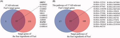 Figure 4. The relationship of 17 candidate genes and 4 compounds (m-aminophenol, o-aminophenol, p-aminophenol, and coryneine) related genes. (A) The crossover relationship of the genes. (B) The crossover relationship of enrichment pathways that the genes enriched in.