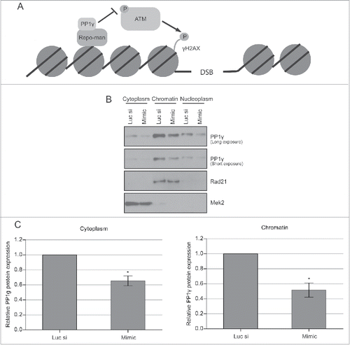 Figure 4. Decreased PP1γ protein expression in different cellular fractions after IR. (A) Schematic depiction of the PP1γ. ATM interaction. PP1γ bound to its regulatory subunit Repo-man is proposed to inhibit ATM phosphorylation and activation via colocation on chromatin. (B) Cytoplasmic, nucleoplasmic, and chromatin protein fractions from Cal51 cells were prepared 72 h after transfection with either Luc siRNA or miR-34a mimic, and the PP1γ protein level was determined by western blotting. (C) The densitometry graph shows relative PP1γ protein expression in each lane normalized to the corresponding loading control. Plots show the mean ±SEM (2-way ANOVA with Bonferroni's post-test, *P < 0.05) (n = 3).