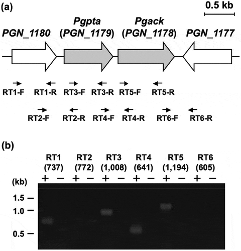 Figure 7. Genetic organization and transcriptional analysis of the pta-ack region of P. gingivalis ATCC 33277. (a) Gene arrangement within the pta-ack region of P. gingivalis ATCC 33277 chromosomal DNA. Large and small arrows indicate open reading frames and RT-PCR primers, respectively. (b) RT-PCR analysis of pta and ack gene expression. PCR amplicons were separated by 0.8% agarose gel electrophoresis. The predicted size (in bp) of each PCR amplicon is shown in parentheses. Lanes marked (+) or (–) indicate standard RT-PCR reactions or negative controls without cDNA, respectively. The positions of DNA size standards (in kb) are indicated on the left.