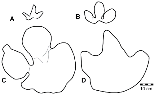 FIGURE 61. Schematic outlines of representative ornithopod tracks from the Yanijarri–Lurujarri section of the Dampier Peninsula, Western Australia. A, Wintonopus latomorum, left pedal impression, UQL-DP23-1; B, Wintonopus middletonae, ichnosp. nov., possible right pedal impression, UQL-DP23-7; C, Walmandyichnus hunteri, ichnogen. et ichnosp. nov, right pedal impression, toptotype UQL-DP11-5; D, Amblydactylus cf. A. kortmeyeri, possible right pedal impression, UQL-DP9-3. All schematic outlines are to the same scale.