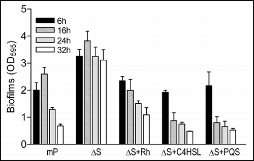 Figure 6 Effect of exogenous addition of rhmnolipids, C4HSL and PQS on biofilm formation by mutant ΔbqsS. P. aeruginosa strain mPAO1 (mP) was grown in LB medium as a control, and ΔbqsS (ΔS) was inoculated in the same medium with or without rhamnolipids (Rh, 50 µg/ml) or C4HSL (50 µM) or PQS (50 µM). The bacteria were grown for 6, 16, 24 and 32 h before quantification of biofilm formation. The data were the means of triplicates with standard deviation.