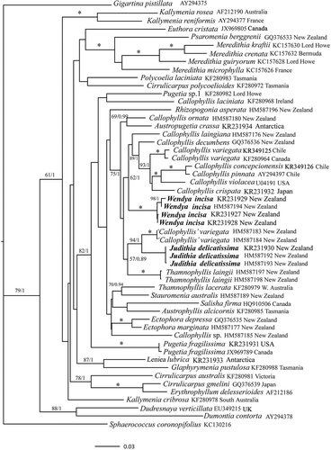 Fig. 1. ML topology of analysed rbcL gene sequences of select Kallymeniaceae and outgroup taxa. * = ≥ 95% ML bootstrap values (ML BP) and ≥ 0.95 Bayesian posterior probabilities (BI). Other values associated with branches = RAxML bootstrap percentage/Bayesian posterior probabilities.