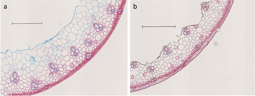 Figure 4. Transverse sections of stubble taken from the stem portion of (a) wheat cv. Lancer and (b) barley cv. Spartacus. Scale bar represents 500 µm.