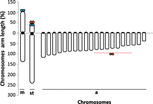 Figure 3. Chromosome arm lengths of Upeneus moluccensis species (blue solid circles indicate C-band positive regions and red solid circles indicate NOR sites).