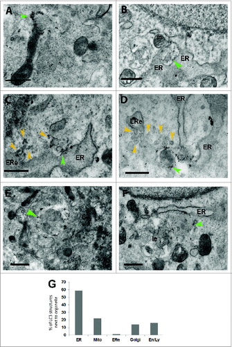 Figure 2. Immunolabeling at the electron microscope level showing that LC3-positive phagophores and early autophagosomes are found in close proximity to mitochondria, ER, putative ER exit sites, Golgi complex and late or recycling endosomes or lysosomes. LC3-positive structures (green arrowheads) with the morphology of phagophores or early autophagosomes are found very close to a mitochondrion (m) (A and B, F), close to the ER (B to D, F), close to a putative ER exit site (ERe and yellow arrowheads) (C and D), close to a Golgi complex (Go) (E), and close to a recycling or late endosome, or a lysosome (le) (F). Percentage of LC3-positive phagophores and early autophagosomes lying in close proximity to other organelles (G). A total of 51 LC3-positive structures were scored for this analysis.