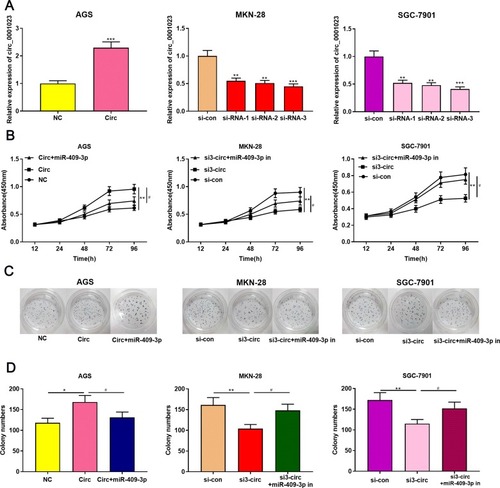 Figure 2 Circ_0001023/miR-409-3p axis modulates GC cell proliferation. (A) pcDNA-circ_0001023 was transfected into AGS cells to successfully construct a cell model with over-expressed circ_0001023. MKN-28 and SGC-7901 cells were transfected with si-circ_0001023, respectively, and cell models with low-expressed circ_0001023 were successfully established. (B) The viability of GC cells was detected by CCK-8 assay. (C) The ability of colony formation of GC cells was measured by plate colony formation assay. (D) Quantification of the results of plate colony formation assay. *, **, and *** represent p<0.05, p<0.01, and p< 0.001, respectively. # represents p<0.05.