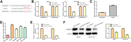Figure 6 ZBTB20 is a target gene of MiR-634. (A) The predicted miR-634 binding sites in the region of ZBTB20 and the corresponding mutant sequence were shown. (B) Relative values of luciferase signal. Asterisks indicate significant differences from the control. (C) The expression level of ZBTB20 in breast cancer and normal breast tissues. (D) The expression level of ZBTB20 in normal breast cells and breast cancer cell lines. (E and F) The expression level of ZBTB20 mRNA and protein expression levels in MCF7 and ZR-75-30 cells after transfected with NC mimics and miR-634 mimics were analyzed by RT-qPCR and Western blot analyses. Asterisks indicate significant differences from the control (**P < 0.01, Student’s t-test, compared to non-tumor group, MCF-10A group or NC mimics group).
