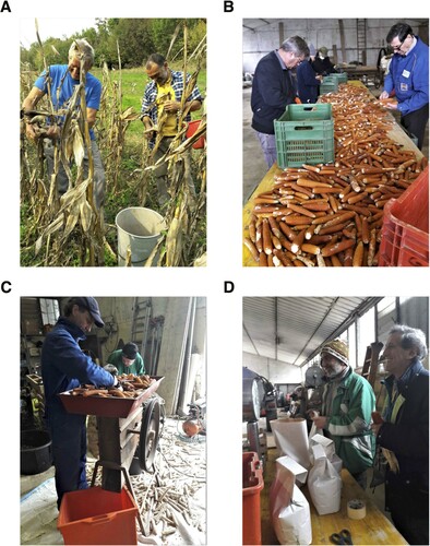 Figure 5. Main phases of seed selection, preparation, and packaging. (A) Ear and plant selection in the seed field; (B) indoor ear selection; (C) maize shelling process; (D) seed packaging for distribution.