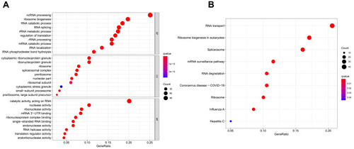 Figure 2 Gene ontology (GO) and Kyoto Encyclopedia of Genes and Genomes (KEGG) analysis of differentially expressed RBPs (DE RBPs). (A) Bubble plot of enriched GO terms. (B) Bubble plot of enriched KEGG pathways.