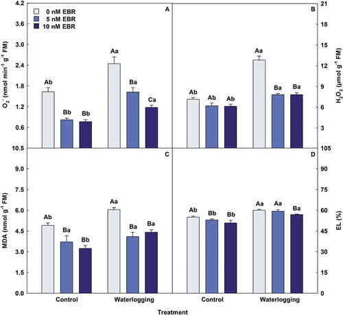 Figure 4. Superoxide (O2−), hydrogen peroxide (H2O2), malondialdehyde (MDA) and electrolyte leakage (EL) in soybean plants treated with EBR and subjected to waterlogging. Columns with different uppercase letters between EBR levels (0, 5 and 10 nM EBR under equal water condition) and lowercase letters between water conditions (control and waterlogging under equal EBR concentration) indicate significant differences from the Scott-Knott test (P < .05). Columns corresponding to means from five repetitions and standard deviations