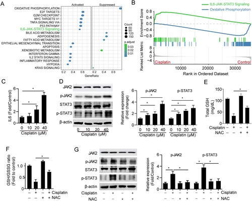 Figure 3. Cisplatin induces activation of IL6/JAK/STAT3 signaling. (A) GSEA analysis showed the enriched signaling pathways in the cisplatin-induced mouse kidney. (B) IL6-JAK-STAT3 signaling was upregulated and oxidative phosphorylation was downregulated in cisplatin-induced mouse kidneys using GSEA analysis. (C) The total IL6 level in HK2 cells was treated with different doses of cisplatin (0-40 μM) for 24 h. (D) The expressions of STAT3 and phospho-STAT3 (p-STAT3) in HK2 cells were treated with different doses of cisplatin (0-40 μM) for 24 h. (E-G) The total GSH level (E) and GSH/GSSG ratio (F) expression of JAK2, p-JAK2, STAT3, and p-STAT3 (G) in HK2 cells treated with 15 μM cisplatin in the presence or absence of 10 μM NAC. The experiments were repeated at least in triplicate. Data are presented as mean ± S.E.M. Statistical significance between the two groups as indicated was determined using an unpaired two-tailed Student’s t-test, *p<0.05.