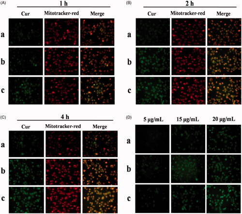 Figure 8. In vitro cellular uptake and mitochondrial co-localization of free Cur, DHPA-CDB/Cur, and oHA-PBA@DHPA-CDB/Cur after 1 h (A), 2 h (B), 4 h (C). The mitochondria were stained by Mitotracker-red (red fluorescence). Cur emits green fluorescence itself. Orange fluorescence indicates the overlay between Cur and mitochondria. (D) The concentration-dependent cellular uptake of free Cur, DHPA-CDB/Cur and oHA-PBA@DHPA-CDB/Cur. (a: free Cur, b: DHPA-CDB/Cur, c: oHA-PBA@DHPA-CDB/Cur).