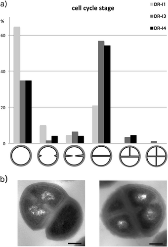 Fig. 3 Relative numbers of bacterial cells in specific cell cycle stages.a Relative numbers of bacterial cells per morphologic cell cycle stage presented as % of 200 counted cells. b Exemplary pictures of irregular cell division observed in the two isolates DR-I3 and DR-I4