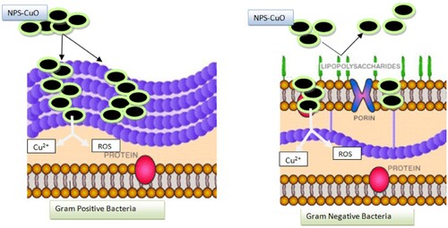 Figure 13. Suggested mechanisms for the antimicrobial activity of the PP-CuO and GL-CuO series