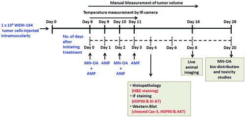 Scheme 2. Schedule for MHT of fibrosarcoma tumours and experimental plan to study the underlying mechanism of tumour growth inhibition.