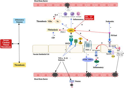 Figure 5 Anticoagulant and anti-inflammatory effects of PC/PS and the pathophysiology of hereditary PCD/PSD in severe CVT. PC interacts with the thrombin-TM complex and the EPCR to activate APC, which inhibits the anticoagulant effects of factors Va and VIIIa. PS, sphingolipids, and HDL can all accelerate this process. Furthermore, APC can promote fibrinolysis by inhibiting PAI-1. PS, in addition to being a cofactor of APC, can directly inhibit prothrombin, resulting in an anticoagulant effect. APC can activate PAR-1 in an EPCR-dependent manner, inhibit the transcriptional activation of MMP-9 dependent on NF- κB, and then protect the BBB. In addition, it exerts anti-inflammatory effects through S1P and Rac1-dependent mechanisms. PS inhibits the TLR -induced signaling cascade and inhibits inflammatory cytokines by binding to TAMRs. CRP can promote the formation of PAI-1 and tissue factor, and inhibit fibrinolysis. Endotoxin, IL-1β and TNF-α reduce APC production by down-regulating thrombomodulin and EPCR, thereby inhibiting anticoagulant and anti-inflammatory responses. Consequently, for hereditary PCD/PSD, the inflammatory and thrombosis cascade continues to amplify, resulting in damage to the BBB and nerve cells, thus aggravating the patient’s condition. Blue Arrow: the inhibiting effect, Red Arrow: the activation effect, Black Star and Arrow: the damaging effect.
