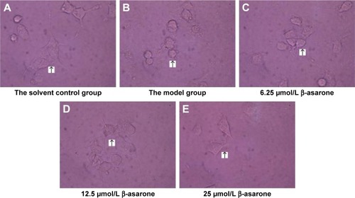 Figure 4 Cell morphology after 24 hours.