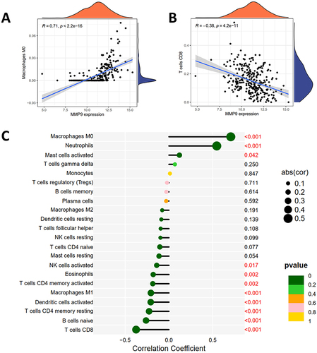 Figure 8 MMP9 is related to immunocyte infiltration levels. (A) Correlation map illustrating the relationship between MMP9 expression and macrophages. (B) Correlation map illustrating the relationship between MMP9 expression and CD8+ T cells. (C) Lollipop plot visualizing the correlation between MMP9 and immune cells. Text highlighted in red indicates p values that are less than 0.05, denoting statistical significance.