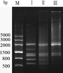 Figure 1. Electrophoretogram of PCR products amplified using different annealing temperatures.