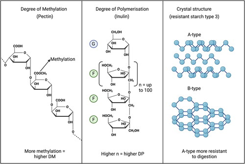 Figure 5. Chemical structures of carbohydrates to might be used to support saccharolytic fermentation. The degree of polymerization in pectin (left), the degree of methylation in inulin which consists of glucose (G) and fructose (F) units (Middle) and the different crystal structures in resistant starch type 3 (right). Created with BioRender.com.