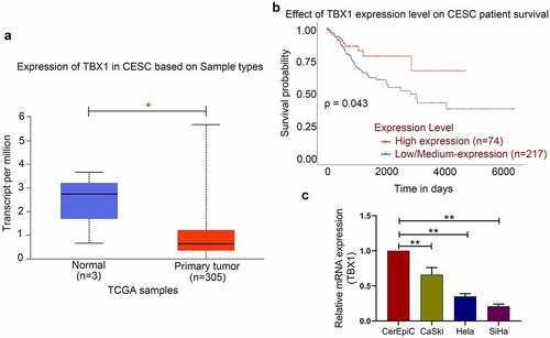 Figure 1. TBX1 expression was decreased in CC tissues and cell lines. (a) TBX1 mRNA expression in CESC tissues and normal tissues. (b) Kaplan-Meier plot of TBX1 in patients with CESC. (c) Relative mRNA expression of TBX1 was detected by qRT-PCR. CESC, cervical squamous cell carcinoma. * p < 0.05, ** p < 0.01