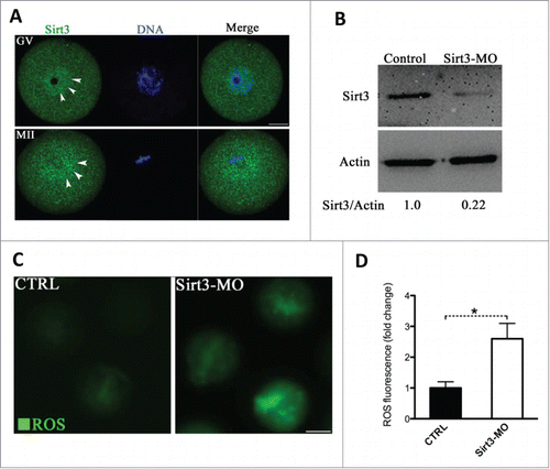 Figure 2. Effects of Sirt3 knockdown on ROS generation in oocytes. (A) Oocytes at GV and metaphase stages were immunolabeled with Sirt3 antibody (green) and counterstained with Hoechst 33342 (blue). Arrowheads point to Sirt3 signals. Scale bar: 20 μm. (B) Extent of knockdown of endogenous Sirt3 protein expression after Sirt3 morpholino (Sirt3-MO) injection was assessed by western blot analysis (100 oocytes were used for each group). Western blot experiments were repeated at least 3 times, with a representative gel image shown. (C) Representative images of CM-H2DCFDA fluorescence in control and Sirt3-MO oocytes. Scale bar: 50 μm. (D) Quantitative analysis of fluorescence intensity shown in C. Error bars indicate ± SD. (In the analysis, n = 120 oocytes for control and 110 for Sirt3 group were included, and pooled from 3 replicates). *P < 0.05 vs control.
