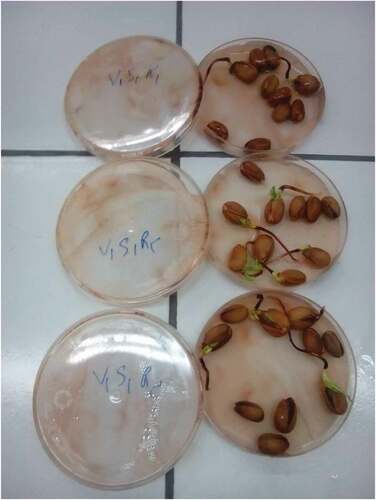 Figure 2. The pistachio germinated seeds