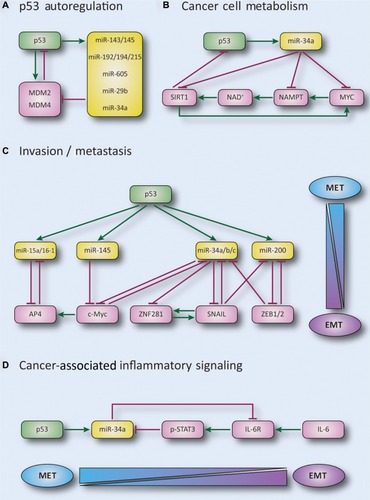 Figure 3 The role of p53/miRNA axis in (A) p53 autoregulation, (B) cancer cell metabolism, (C) invasion, and metastasis, as a result of the regulation of EMT/MET (D) cancer-associated inflammatory signaling.