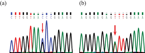 Figure 1. Representative chromatograms from direct sequencing of the ANKRD26 gene. The red arrow indicates the mutation position. (a) represents the mutation c.-140C>G of ANKRD26 in 5’UTR in patient 1. (b) represents the mutation c.-127A>T of ANKRD26 in 5’UTR in patients 2.