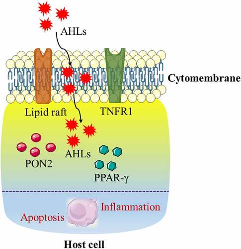 Figure 2. Proposed model of the potential mechanism of N-acyl-homoserine lactones (AHLs) mediating the biological effects in host cells. The lipid raft and tumor necrosis factor receptor (TNFR1) located on the cell membrane, as well as paraoxonase 2 (PON2) and peroxisome proliferator-activated receptor-γ (PPAR-γ) located in the cytoplasm, are potential receptors of AHLs, which may collectively induce apoptosis and the inflammatory response in host cells with AHLs.