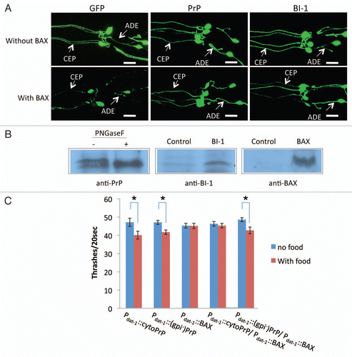 Figure 5 PrP inhibits BAX-induced cell destruction in C. elegans dopamine neurons. (A) Fluorescence microscopic examination of the dopamine neurons of living worms expressing Pdat-1::GFP. Worms with or without BAX, co-expressing PrP or BI-1 were examined and their CEP and ADE neurons are shown (arrows). All transgenes were expressed under Pdat-1. The length of the bar in each image is 25 µm. (B) Immunoblot analyses showing that PrP, BAX inhibitor and BAX were expressed in the integrant lines of cgIs56[dat-1(BAX)], cgIs58[dat-1(PrP)] and cgIs59[dat-1(BI)], respectively. (C) Food sensing assay carried out in worms co-expressing BAX and cytosolic PrP or BAX and anchorless PrP in dopamine neurons. *p < 0.01 by Student's t-test.