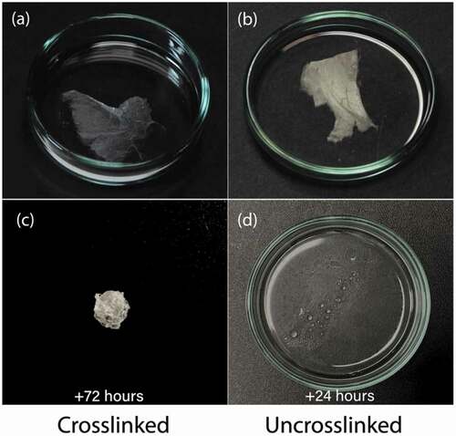 Figure 6. (Colour online) Macroscopic samples of mats spun from hybrid PVA/PAA fibres filled with RO-TN 651, both crosslinked (left: a & c) and not crosslinked (right: b & d), viewed without polarisers. While the fibre sample (c) at 72 h after immersion contracted without a supporting frame, it remained intact, especially compared to the fibres without crosslinks in (d) which simply dissolved within 24 h.