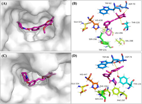 Figure 4. Docking studies of compound 7p. (A) The binding pocket of compound 7p with BuChE by the surface representation; (B) The interactions of compound 7p with BuChE (PDB code: 1P0I); (C) The binding pocket of compound 7p with AChE by the surface representation; (D) The interactions of compound 7p with AChE (PDB code: 4EY7).