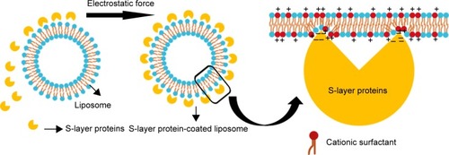 Figure 5 Schematic drawing of Slp interacting with liposomes.Notes: The self-assembly of Slp on the surface of liposomes is mainly attributed to electrostatic forces. Intriguingly, the orientation of polar head groups of surfactant molecules tilts toward the surface normal to increase the positive charge density within linking regions to enhance the electrostatic force.