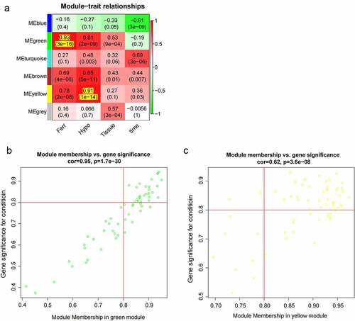 Figure 4. The clinically important modules analysis. (a). The relationship of four traits and six modules; (b). The scatterplot describing the relationship between MM and GS in green module; (c). The scatterplot describing the relationship between MM and GS in the yellow module