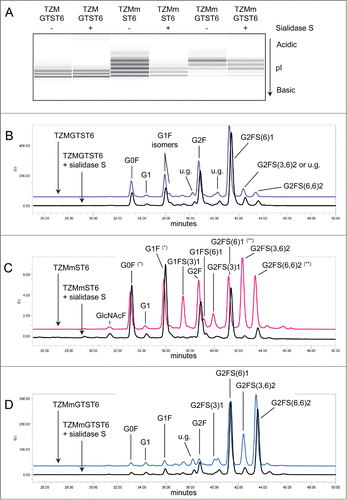 Figure 5. Effect of α2,3SA-specific sialidase S treatment on TZM samples. Panel (A) cIEF profiles TZM and TZMm; panels (B–D) HILIC profiles of TZMGTST6, TZMmST6 and TZMmGTST6. HILIC was performed on PNGaseF-released glycans from 2 independent batches (u.g. stands for unidentified glycan). Non-specific digestion was suspected in TZMmST6 (Panel C). Unexpected high absorbance is indicated by (*), and unexpected low absorbance by (**). GlcNAcF refers to the Fucα1–6GlcNAc fragment.