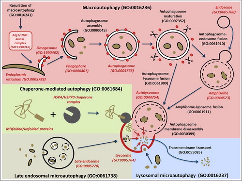 Figure 2. Schematic representation of the different types of autophagy. The main autophagy-related GO terms and their corresponding IDs are indicated. The different types of autophagy are represented with different background colors: macroautophagy in pink; chaperone-mediated autophagy, green; late endosomal microautophagy, cream; and lysosomal microautophagy, blue. The major steps of macroautophagy are shown, from the formation of omegasomes to the fusion with the lysosome, via engulfment of macroautophagy targets by the phagophore, the formation of a closed autophagosome, and the maturation of the autophagosome through removal of ATG proteins such as Atg8-family proteins. The branching pathway via an amphisome is also represented. Black lines correspond to membranes (apart from the lysosomal membrane which is in red). Red dots correspond to ATG proteins such as Atg8-family protein members required for the autophagosome assembly and removed during autophagosome maturation. The scissors represent proteins such as ATG4 and the PI3P phosphatase that strip ATG proteins from the outer autophagosome membrane during the maturation step. The red arrows within the lysosome represent lysosomal breakdown of the autophagy targets. The CMA-targeting motif that is recognized by a cytosolic chaperone is indicated by a rectangle on the misfolded/unfolded protein. To distinguish between biological process and cellular component GO terms, the latter are in red italics.