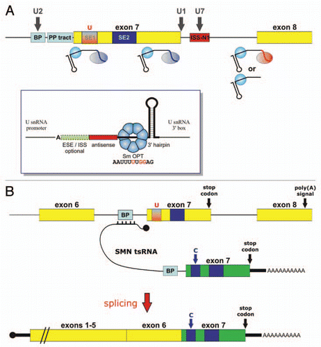 Figure 4 Scheme depicting splicing correction strategies for SMA based on in vivo expressed RNAs (A) SnRNA-based strategies. Bifunctional U7 Sm OPT derivatives have been designed to tether SR proteins to various positions in exon 7. Alternatively, U7 Sm OPT derivatives can mask the BP and 3′ SS of exon 8, either with or without tethering hnRNP A1. Shown with dark grey vertical arrows are snRNA-based strategies that were either not successful (U2 snRNA fully complementary to BP upstream of exon 7), inhibitory (U7 Sm OPT targeting ISS-N1) or toxic to cells (U1 snRNA fully complementary to the exon 7 5′ SS). Inset: Basic structure of a U7 Sm OPT derivative. The important elements are (from 5′ to 3′): the antisense sequence, the Sm OPT site capable of assembling with a heptameric Sm core of the standard Sm proteins (nucleotide changes respective to wild-type U7 snRNA are shown in red), and a 3′-terminal hairpin which stabilises the RNA. Splicing enhancer or silencer sequences can be added at the 5′ end to generate bifunctional U7 snRNAs. Note that transcription from a U snRNA promoter is important to allow efficient 3′ end formation at the U snRNA 3′ box and assembly into a snRNP particle. Moreover, mammalian U7 snRNAs start with an adenosine residue. (B) Trans-splicing strategy. A SMN-specific trans-splicing RNA (tsRNA) will bind to the BP/3′ SS region upstream of SMN2 exon 7 (for simplicity only the BP is shown) and will contain a strong BP/3′ SS leading into a SMN1-specific version of exon 7 (shown in green) and ending in a poly(A) tail downstream of the stop codon. After splicing, this SMN1-specific exon 7 will be fused to the body of the endogenous SMN2 mRNAs containing exons 1–6. Black knobs indicate the cap structures at the 5′ ends of the RNAs involved (see main text for refs.).