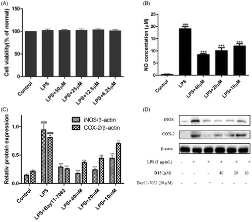 Figure 4. Compound D15 inhibited LPS-induced inflammatory response in RAW 264.7 cells. Cells were treated with compound D15 (10, 20, 40 µM) for 12 h, and then stimulated by LPS (1 µg/ml) for 3 h. Cell viability was evaluated using the MTT assay. NO production was measured using nitrite and nitrate assay. iNOS and COX-2 expression were detected by Western blot analysis. (A) Cell viability assay; (B) Quantitative analysis of NO production. (C) Quantitative analysis of iNOS and COX-2 expression, β-actin was used as loading control. ###p < .001 compared with unstimulated cells, **p < .01 and ***p < .001 compared with LPS-stimulated cells. Data were from at least three independent experiments, each performed in duplicate.