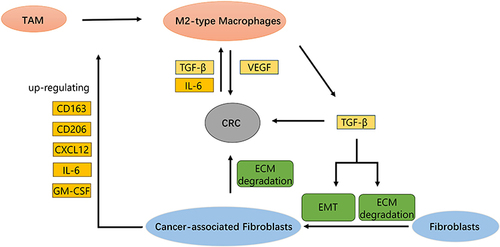 Figure 10 A possible mechanistic pathway of M2-type macrophages and Cancer-associated fibroblasts.