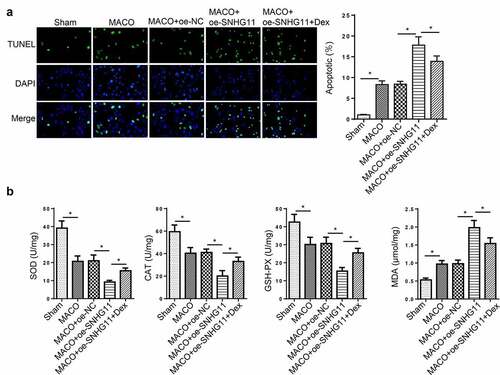 Figure 6. Dexmedetomidine improved neurological injury by regulating SNHG11 in vivo. Groups were divided into the Sham, MCAO, MCAO +oe-SNHG11 and MCAO +oe-SNHG11+ Dex group. (a) The cell apoptosis was examined through TUNEL assay in the hippocampus of rat model. (b) The levels of SOD, CAT, GSH-PX, and MDA were confirmed through the appropriate commercial kits in the hippocampus of rat model. *P < 0.05