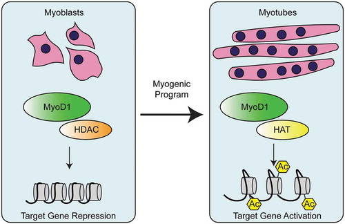 Figure 6. Regulation of myogenesis by MyoD1 activation of muscle genes. In myoblasts, MyoD1 associates with histone deacetylases (HDACs), leading to repression of muscle genes. During differentiation, MyoD1 interacts with histone acetyl transferases (HATs) to deposit acetylation (Ac) on histones of MyoD1 target genes. Acetylation of these muscle target genes promotes muscle fate determination.