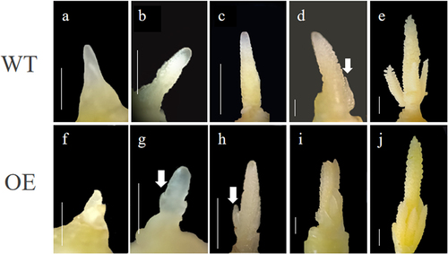 Figure 6. Representative image of dissected maize stem tips from non-transgenic and transgenic ZmMADS42 transgenic plants. (a-e)stem tips of non-transgenic plants; (f-j)Shoot tips of the ZmMADS42 transgenic plants; (a,f)shoot apical meristem; (b, g)inflorescence meristem.; (c,h)branch meristem; (d,i)developing spikes; (e,j)immature spikes.Scale = 2 mm.